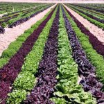 сельское хозяйство оквэд