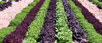 сельское хозяйство оквэд