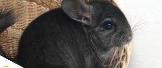 Chinchilla