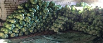 склад под хранение капусты