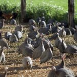 Own farming business - Guinea fowl breeding