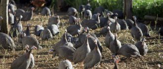 Свой фермерский бизнес - Разведение цесарки