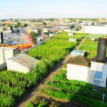 Теплицы на крыше дома