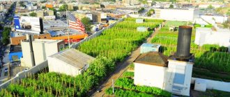 Теплицы на крыше дома