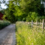 Successful business: 16 business ideas for making money at the dacha in 2020