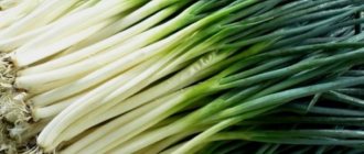 growing onions in a greenhouse in winter as a business