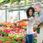 Выращивание роз в теплицах: рентабельность до 300%