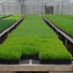 выращивание зелени