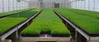 выращивание зелени