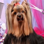 Животное в салоне красоты