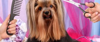 Животное в салоне красоты